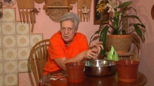 Голова садовая - Как посадить семена перцев