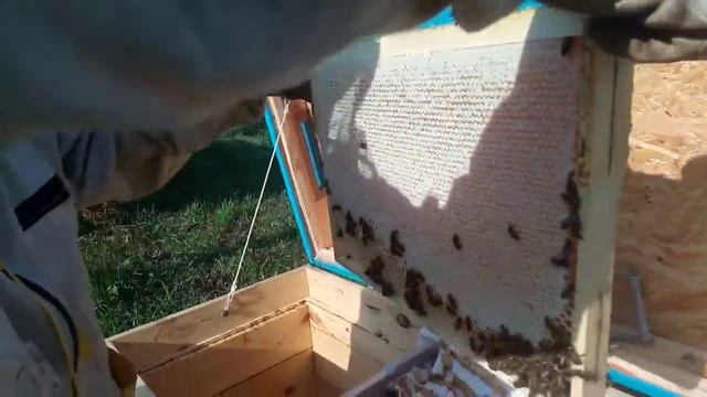 Наклонный улей игумена Евмения. Отъем рамок. смотреть онлайн
