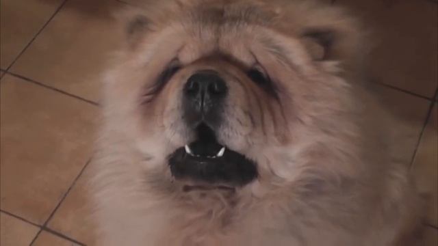15 ПРИКОЛЬНЫХ ФАКТОВ ПРО ЖИВОТНЫХ и НАСЕКОМЫХ смотреть онлайн