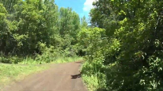 на Велосипеде по лесу в компании Сергушка). Самара 16.07.22 смотреть онлайн