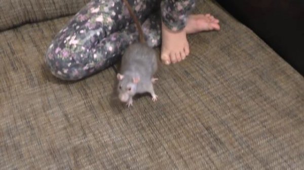 Заболела крыса. Что делать?