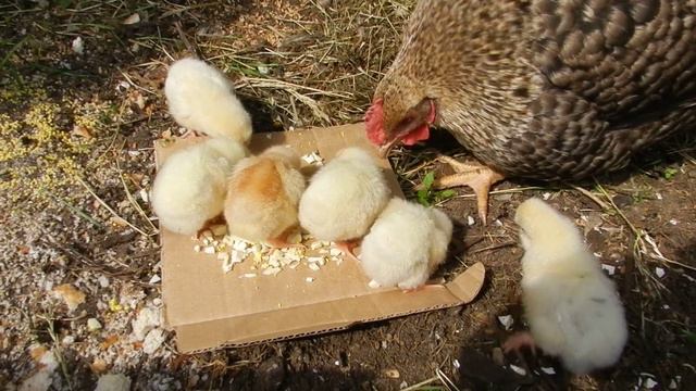 Цыплята едят яйцо №0066 смотреть онлайн
