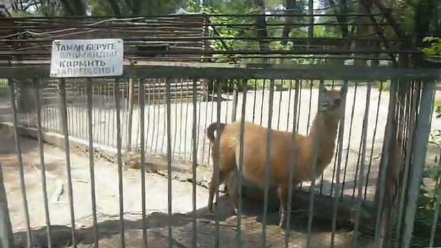 Алматинский зоопарк. Общение с животными. смотреть онлайн