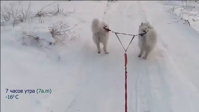 Собачья упряжка из 2 самоедов. Самодельные нарты для собак. смотреть онлайн