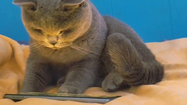 игра в кошки- мышки смотреть онлайн