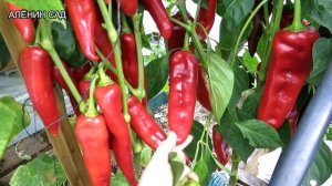 Самый большой урожай перца! 6 лучших сортов перца для теплицы