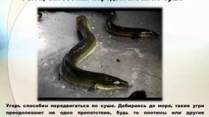 Анимированная GIF видео «РЫБА ХОДИТ ПО СУШЕ »