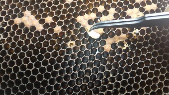 Слёт пчёл! Вскрываем оставшейся расплод. смотреть онлайн