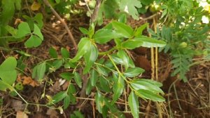 ЗИЗИФУС или УНАБИ - посадка и уход в саду за растением. Обращение с саженцем. Сорта зизифуса.