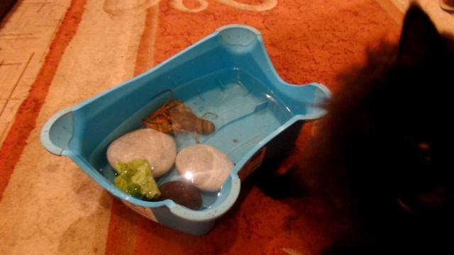 ЖИВОЙ РАК ДОМА.