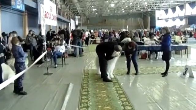 Мартовский пёс 2018. выставка собак Пермь, Ринг ЮРО, всерос. смотреть онлайн
