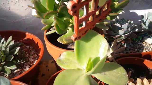 sagita en flor смотреть онлайн