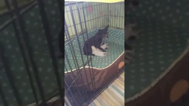 Молочная мама чихуахуа Царица Симферополь смотреть онлайн