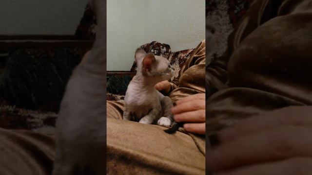 Почеши меня еще за ушком! питомник девон-рекс IRRUS смотреть онлайн