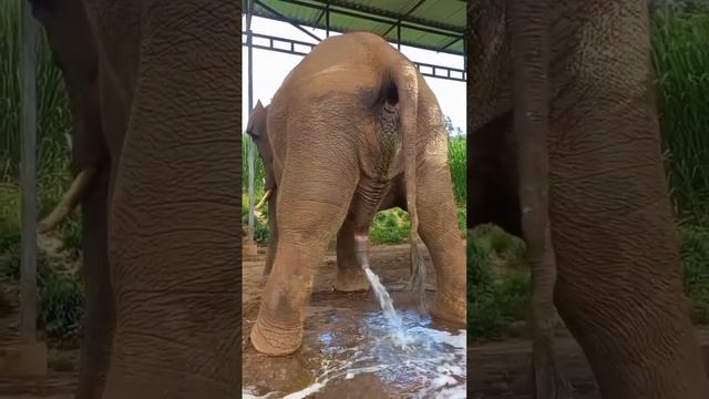 Если вы никогда не видели как писает слон.#хочуврек #приколы #подпишись #чудо #животные #смех смотреть онлайн