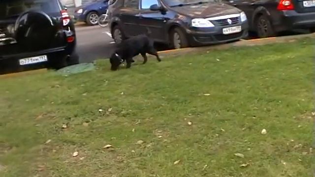 Выгул собак у детского сада смотреть онлайн