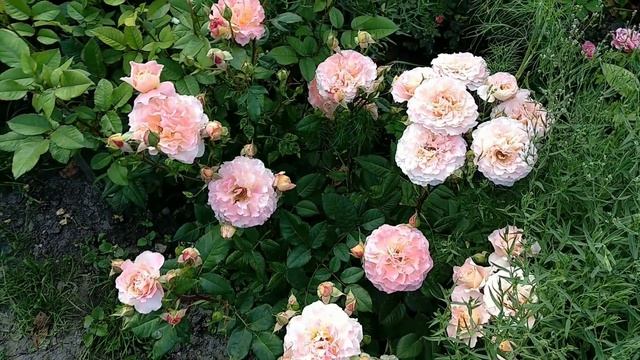 Розы для переднего плана Августа Луиза смотреть онлайн