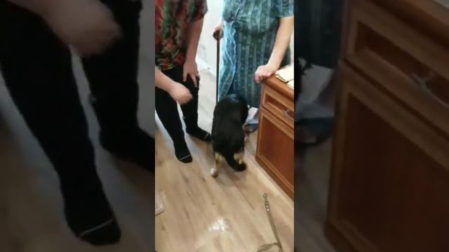 Щенок полгода ждал усыновления в Приюте