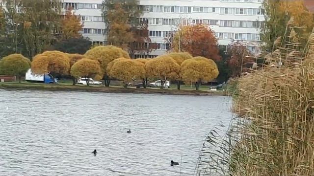 Волшебник ресниц