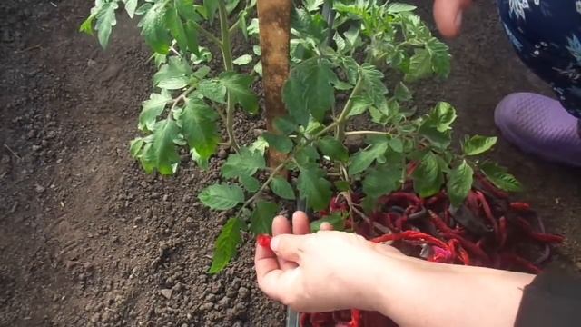 ВСЕ О ПОДВЯЗКЕ ТОМАТОВ К КОЛЬЯМ. Ольга Чернова. смотреть онлайн