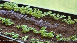 Как и когда правильно сажать базилик на рассаду в Подмосковье