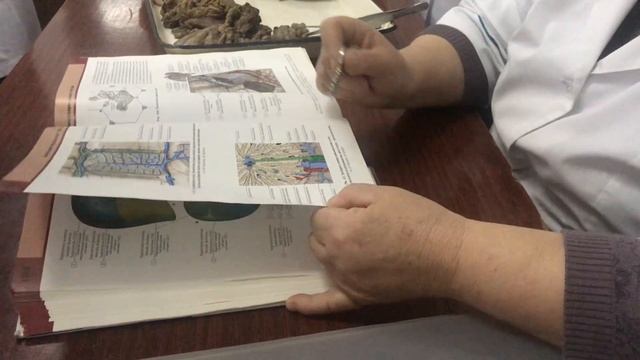 Печень и поджелудочная железа. Строение. Образование желчи. смотреть онлайн