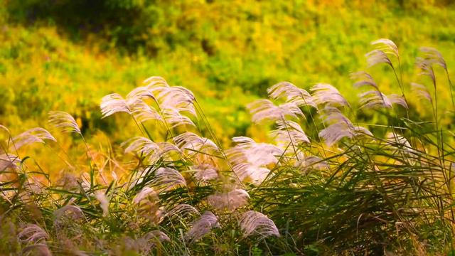 Soothing, Calm and Gentle 9 Minute Meditation/Relaxation Music смотреть онлайн