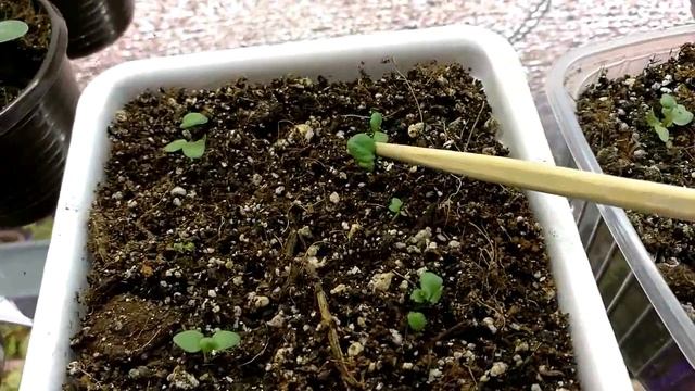 РАНУНКУЛЮС ИЗ СЕМЯН.   ОБЗОР ПОСЛЕ ПИКИРОВКИ.