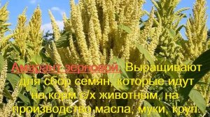 Амарант или Щирица.  Растения.  Виды.