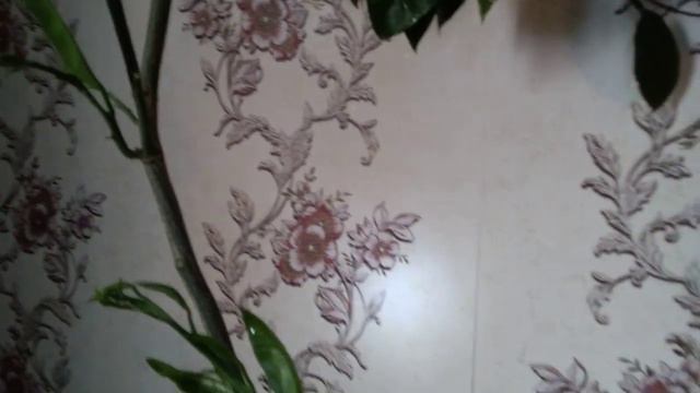 У меня Шок,что стало С моим обалденным мандарином от веточки из магазина смотреть онлайн
