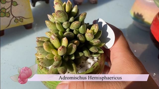 Succulent Talk - Adromischus смотреть онлайн