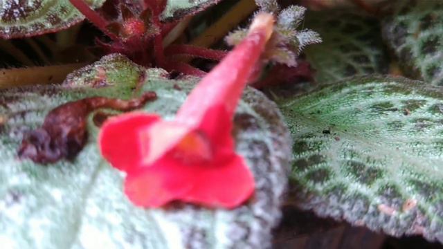 Minhas plantas tapete em formação e crescimento. смотреть онлайн