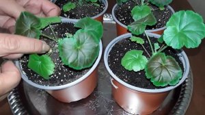 ПРИЩИПКА ПЕЛАРГОНИИ. КАК И КОГДА ДЕЛАТЬ?