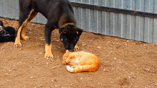 Барон и соседский кот смотреть онлайн