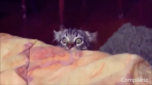 Очень необычные коты смотреть онлайн