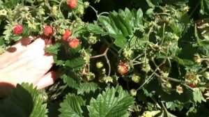 Земклуника Пенелопа. Сорт с потрясающей урожайностью.