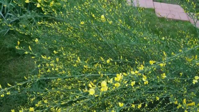 Ракитник! Неприхотливый кустарник, ранний красавец моего ленивого сада. смотреть онлайн