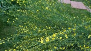 Ракитник! Неприхотливый кустарник, ранний красавец моего ленивого сада.