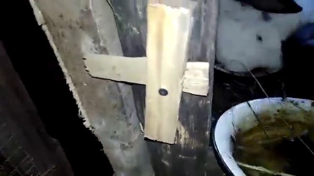 видео№13 как определить беременность крольчихи смотреть онлайн