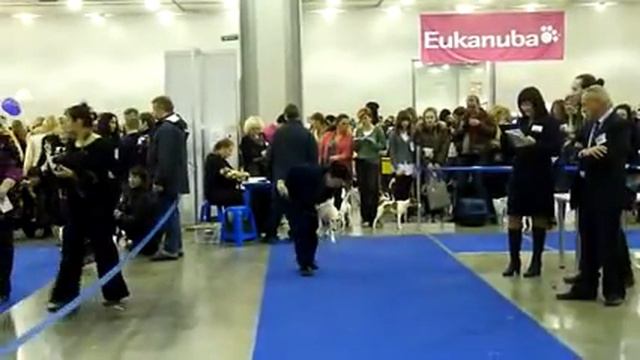Евразия, 26.03.11, фокс г-ш, Woodborn Hotmire смотреть онлайн