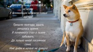Стихотворение про собаку. ДО СЛЕЗ! Эдуард Зуев.