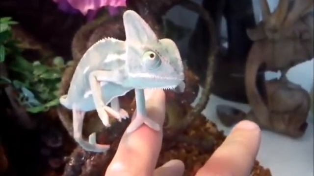 Kamilek..My amazing, tame yemen chameleon/jemen kameleon/kameleon jemenski Vid... смотреть онлайн