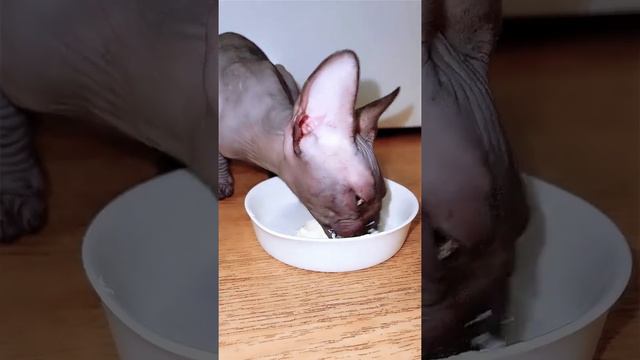 Лысая кошка Сфинкс кушает творог sphynx cat смотреть онлайн