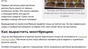 Монтбреция размножение, посадка и уход за растением в открытом грунте