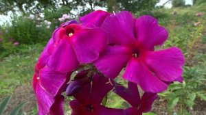 Флокс АИДА | обзор, описание, цветение, отзыв.