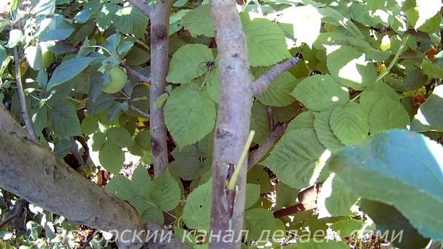 Как привить яблоню летом. Сроки прививки деревьев. Садоводство и огородничество. Окулировка летом. смотреть онлайн