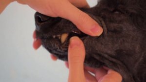 Как подстричь морду пуделю