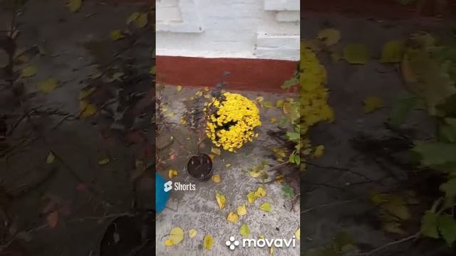 НОВЫЙ САД. ОГОРОД НА КУБАНИ. shorts# смотреть онлайн