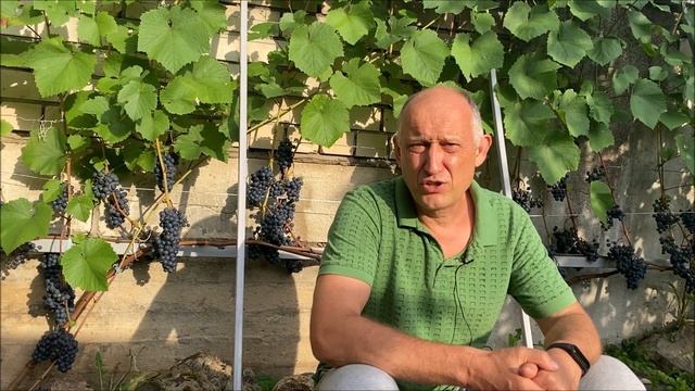 Треск ягод у винограда - мысли вслух или почему у меня практически не трещит виноград. смотреть онлайн
