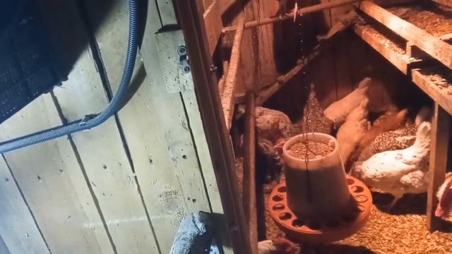 Нюансы декабрьского содержания птицы.И где же всё таки узнать правильное название породы?)) смотреть онлайн